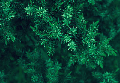 Branches and needles of juniper close-up. dark green coniferous background for design.