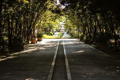 Trees in park