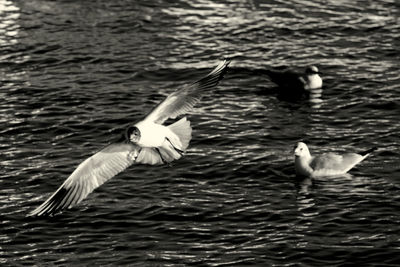 View of birds in lake