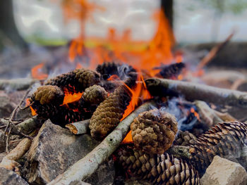 A burning wood fire with red flames and a glowing embers on a sunny spring morning in zurich