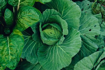 Full frame shot of cabbage