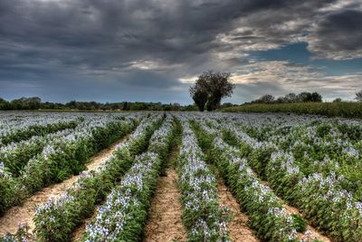 Scenic view of field against cloudy sky