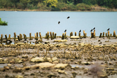 Birds are flying in the park