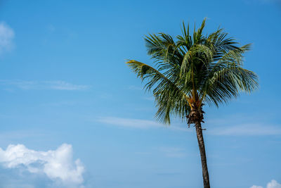 Low angle view of coconut palm tree against blue sky