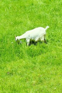 Cat on grassy field