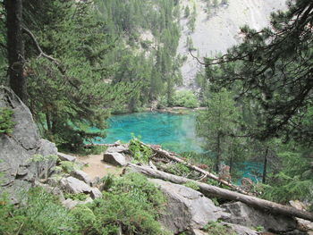 Scenic view of waterfall in forest