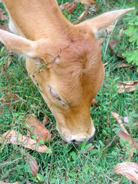 High angle view of horse grazing on field