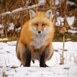 Red fox going to the bathroom in the snow