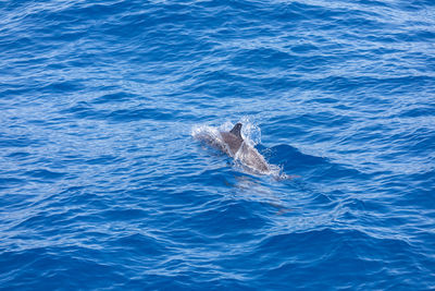 View of whale swimming in sea