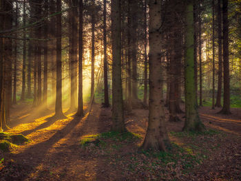 Trees in forest