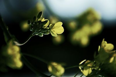 Close-up of flowers