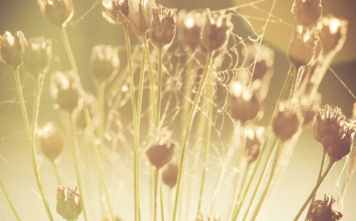 Close-up of spider web on plant