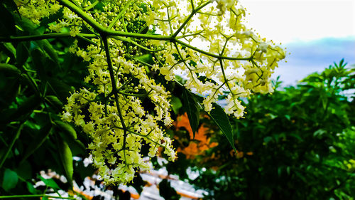 Close-up of flowering plant against sky