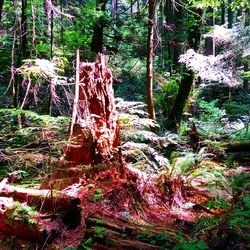 Trees in forest