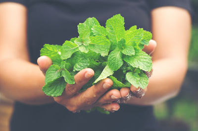 Midsection of woman holding fresh wet mint leaves