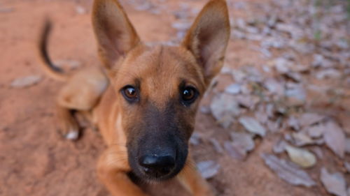 Close-up portrait of dog