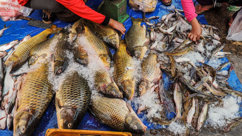 High angle view of fish for sale at market