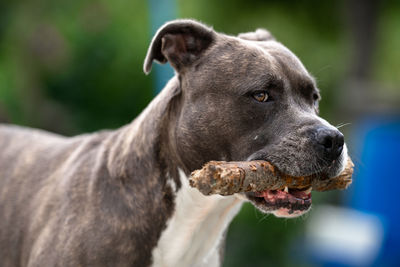 Close-up of a dog looking away