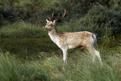 Deer standing on field