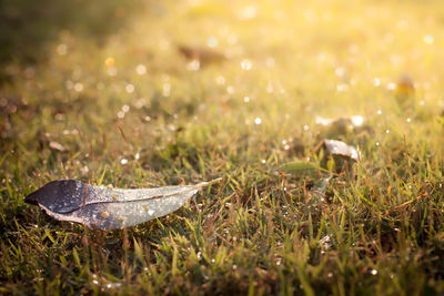 Close-up of a turtle on field