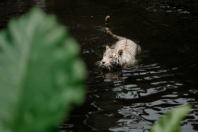 View of duck swimming in lake