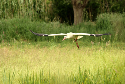 Bird flying over field