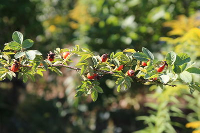 Close-up of berries growing on tree