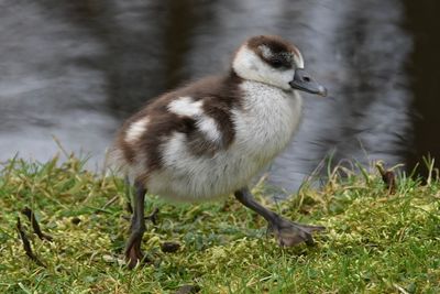 Close-up of duck