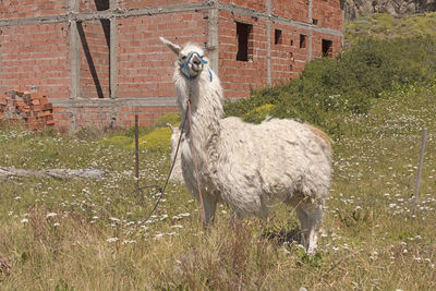 Llama waiting at the edge of el chalten in argentina