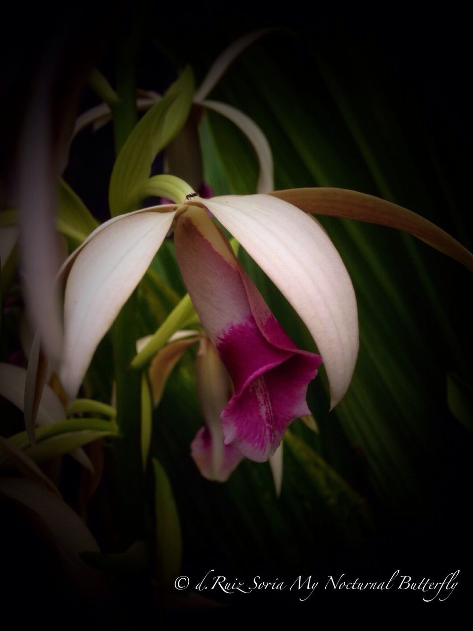 flower, petal, freshness, fragility, growth, flower head, beauty in nature, plant, close-up, nature, leaf, blooming, focus on foreground, in bloom, stem, blossom, bud, single flower, pink color, botany