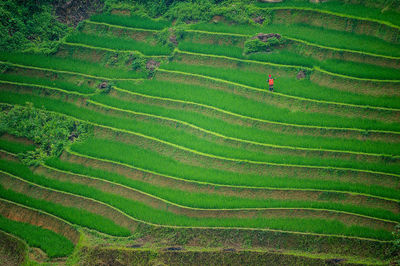 Full frame shot of crop in field