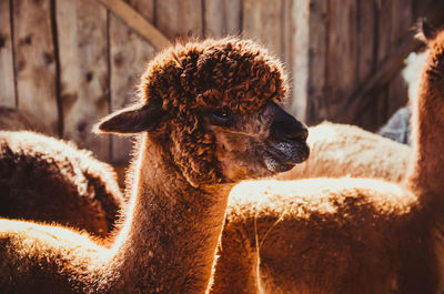 Cute alpaca in barn looking at camera eating and smiling