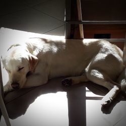 View of dog sleeping on floor at home