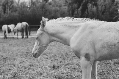 Side view of a horse in field