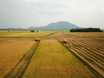 Rice harvester in paddy field.