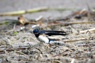 Close-up of bird