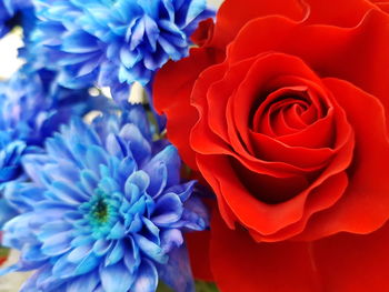 Close-up of fresh red rose