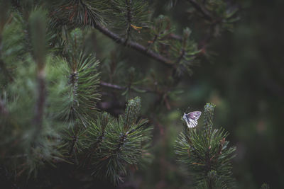 Close-up of pine tree