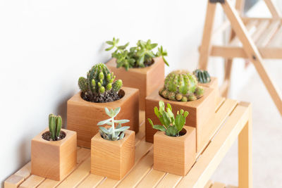 Close-up of potted plant against white background