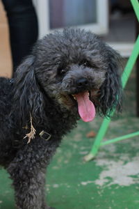 Close-up of a dog