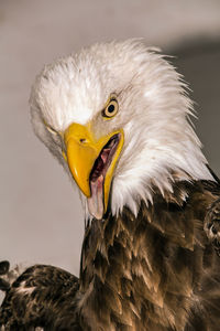 Close-up of eagle