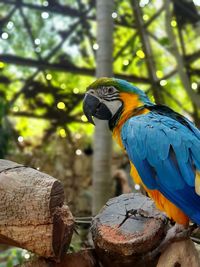Zoo blue macaw pose