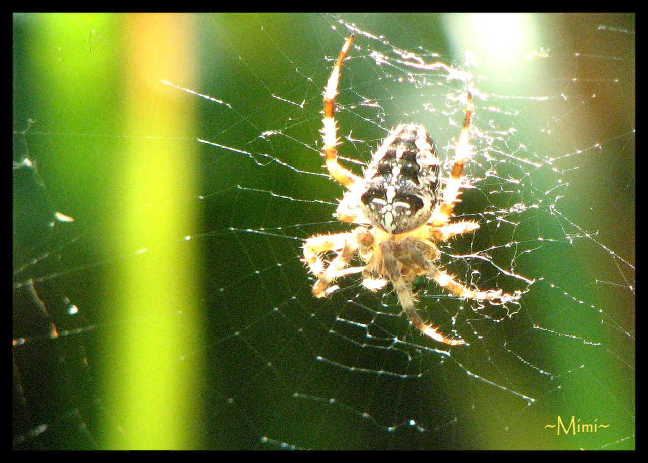 CLOSE-UP OF SPIDER IN WEB