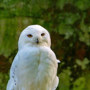 Close-up portrait of white owl