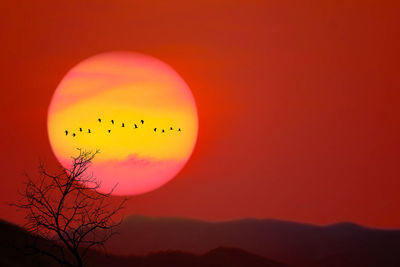 Silhouette birds on tree against orange sky