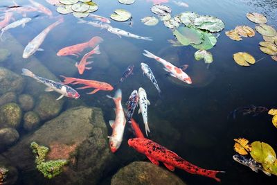 High angle view of koi carps swimming in sea