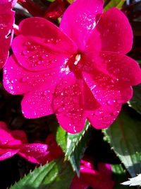 Close-up of wet pink flower