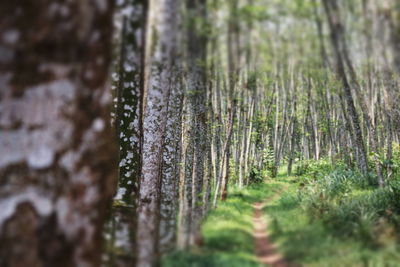 Close-up of bamboo trees in forest