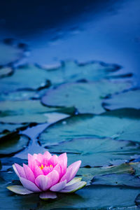 Close-up of pink water lily in lake