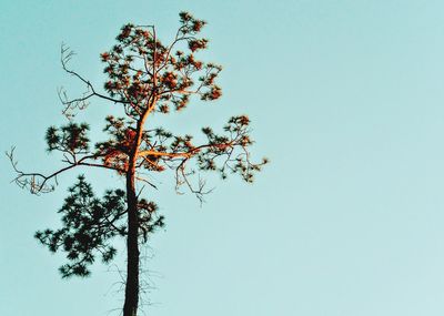 Low angle view of tree against clear sky